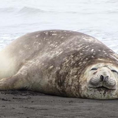 Weddell Seal