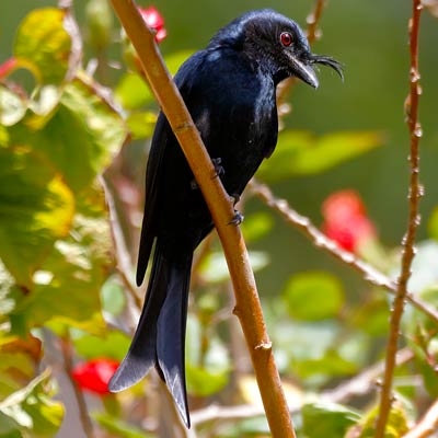 Crested Drongo