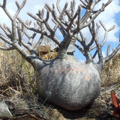 Dwarf baobab