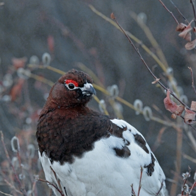 Willow Ptarmigan