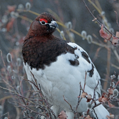 Willow Ptarmigan