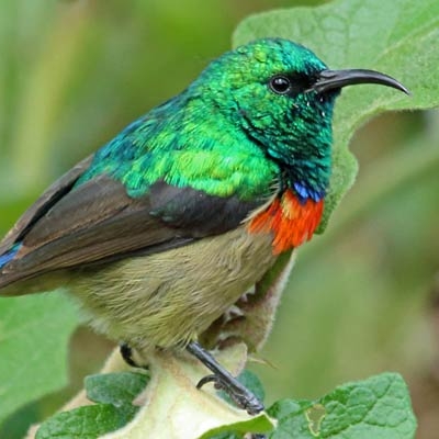 Eastern Double-collared Sunbird