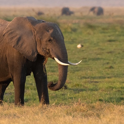 Elephant