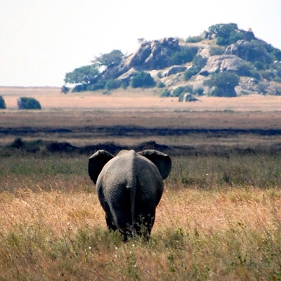 Elephant walking along the Serengeti 