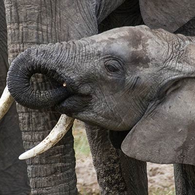 Elephants
