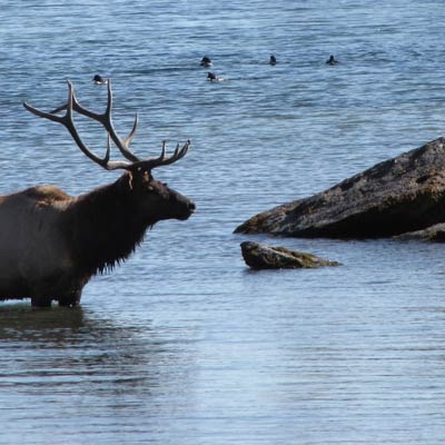 Elk at Yellowstone Lake