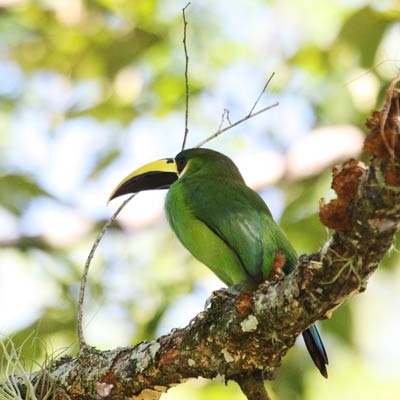 Northern Emerald-Toucanet 