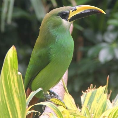 Northern Emerald-Toucanet
