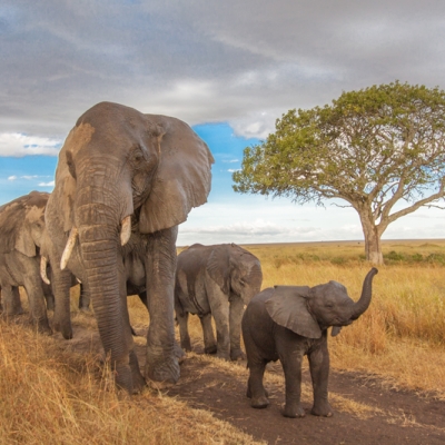 Herd of elephants