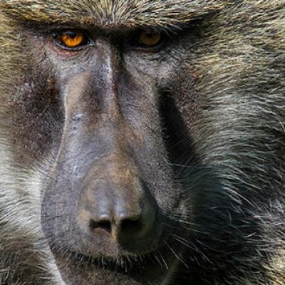 Olive Baboon