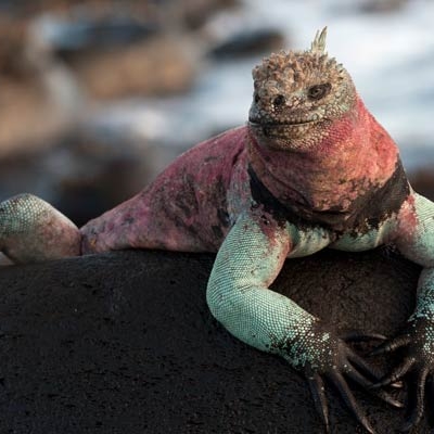 Green-and-red marine iguana on Española Island