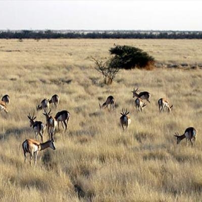 Etosha National Park
