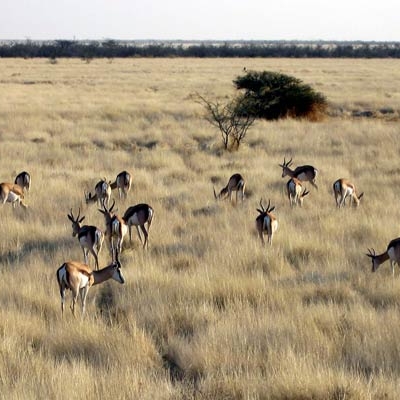 Etosha National Park