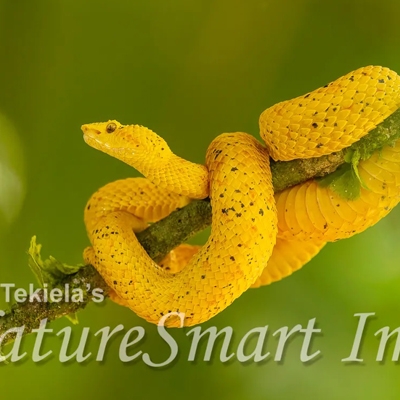 Eyelash Viper