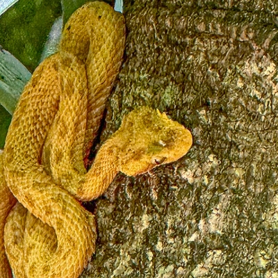 Eyelash Viper