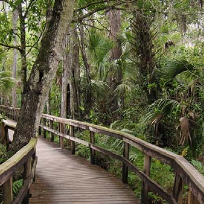 Fakahatchee Strand Preserve State Park, Florida