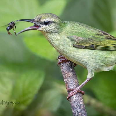 Red-legged Honeycreeper (female)