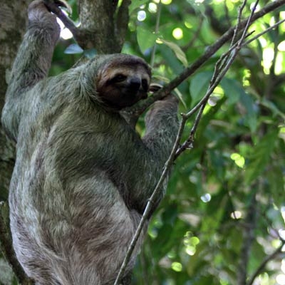 Brown-throated sloth in Carara National Park