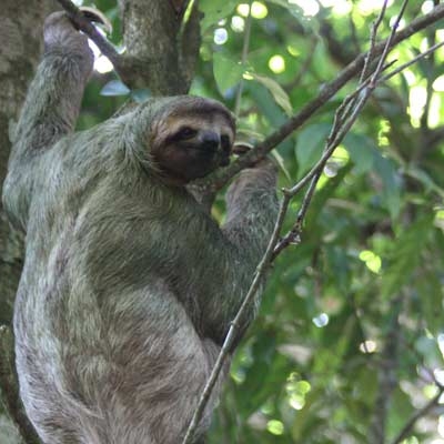Three-toed sloth in Carara National Park