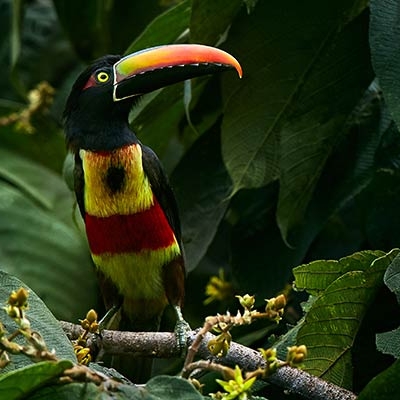 Fiery-billed Aracari