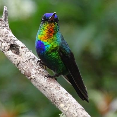 Fiery-throated Hummingbird