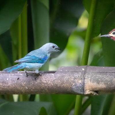 Flame-rumped Tanager, Blue-gray Tanager, and Golden-olive Woodpecker