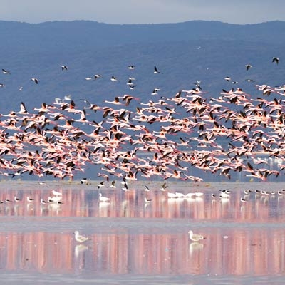 Flamingos on Lake Manyara