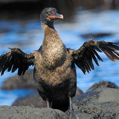 Flightless Cormorant