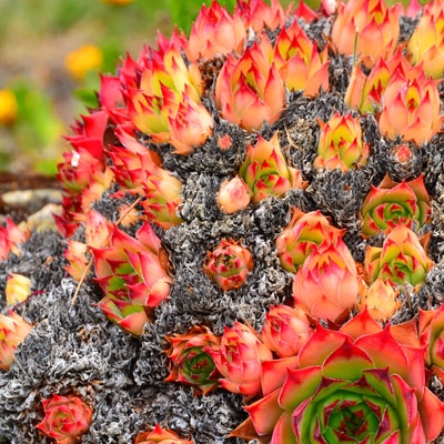 Flora in Patagonia