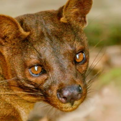 Fossa