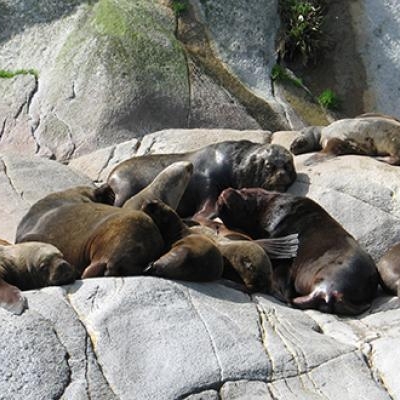 Fur seal colony