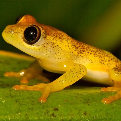 Tree frog, Boophis sp.