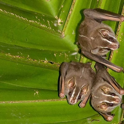 Great fruit-eating bats in Gamboa