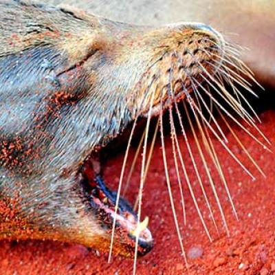 Galápagos sea lion on the red sands of Rábida Island