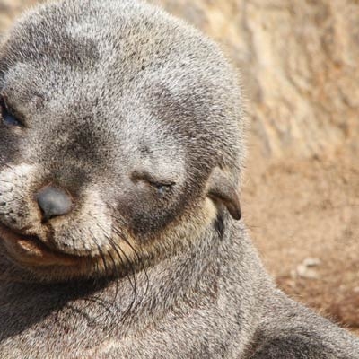 Fur seal