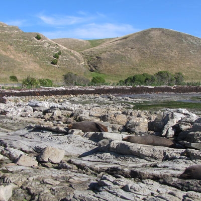 New Zealand fur seals at Kaikoura
