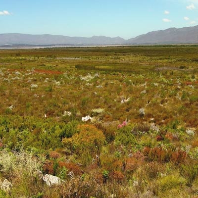 Fynbos landscape