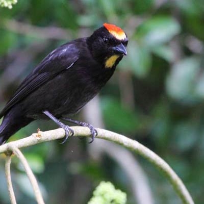 Flame-crested Tanager