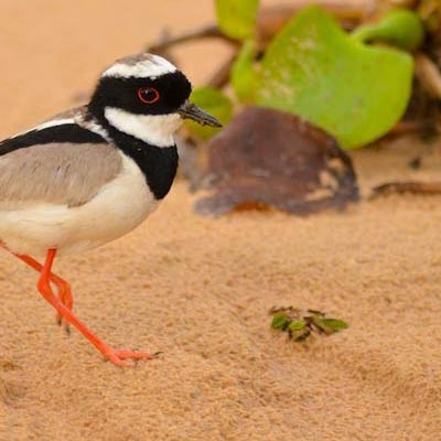 Pied Plover