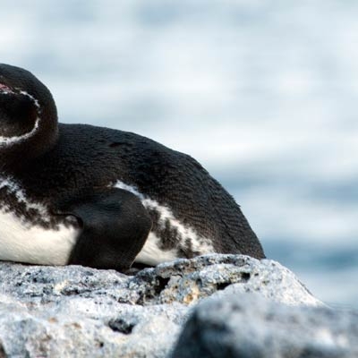 Galapagos Penguin
