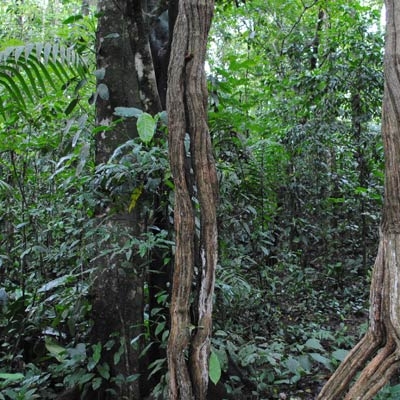 Selva Verde rainforest trail