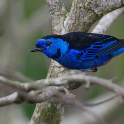 Opal-rumped Tanager