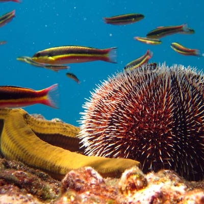 View marine life up close on a snorkeling excursion