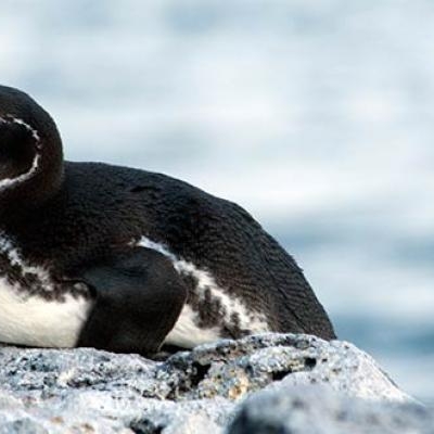 Galapagos Penguin