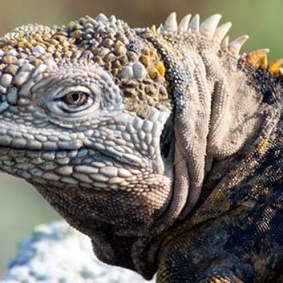 Land Iguana