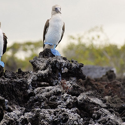 Blue-footed Boobies in the Galápagos