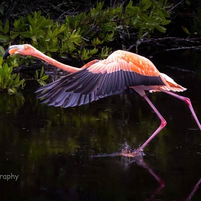 Galápagos flamingo