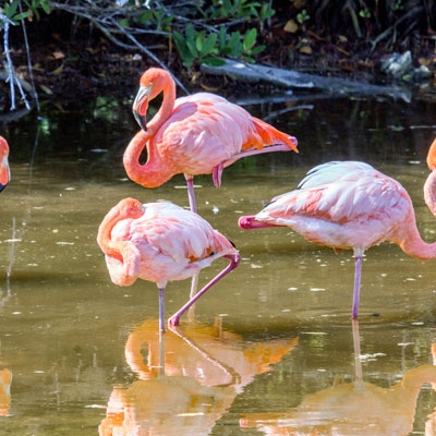 Galápagos Flamingos