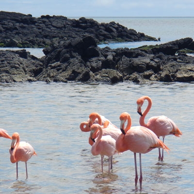 Galápagos Flamingos