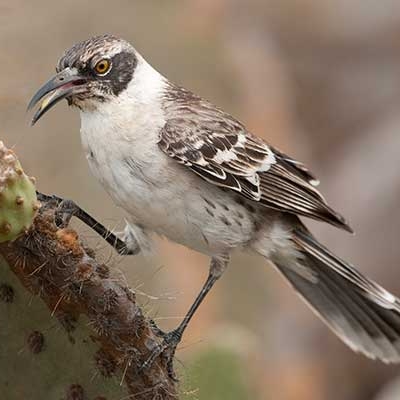 Galápagos Mockingbird